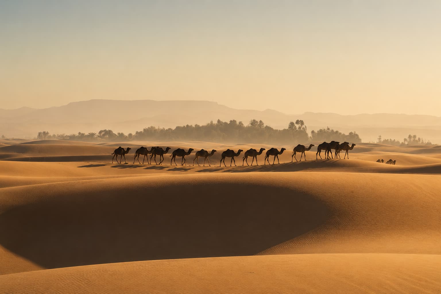 Camels crossing desert dunes at golden hour