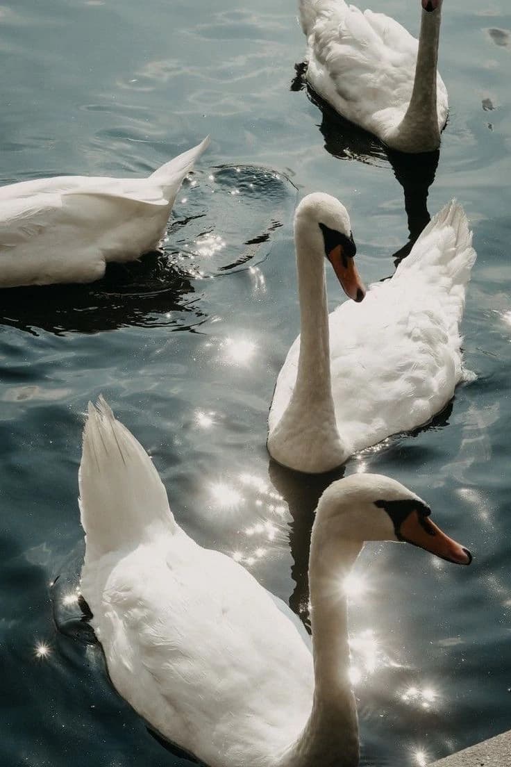 Swans on water