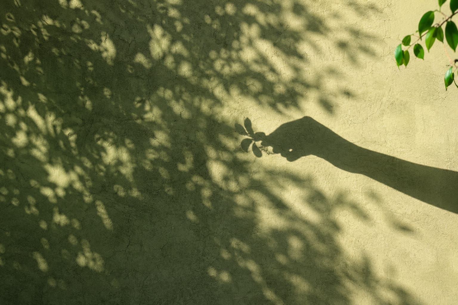 Hand holding a leaf in dappled light